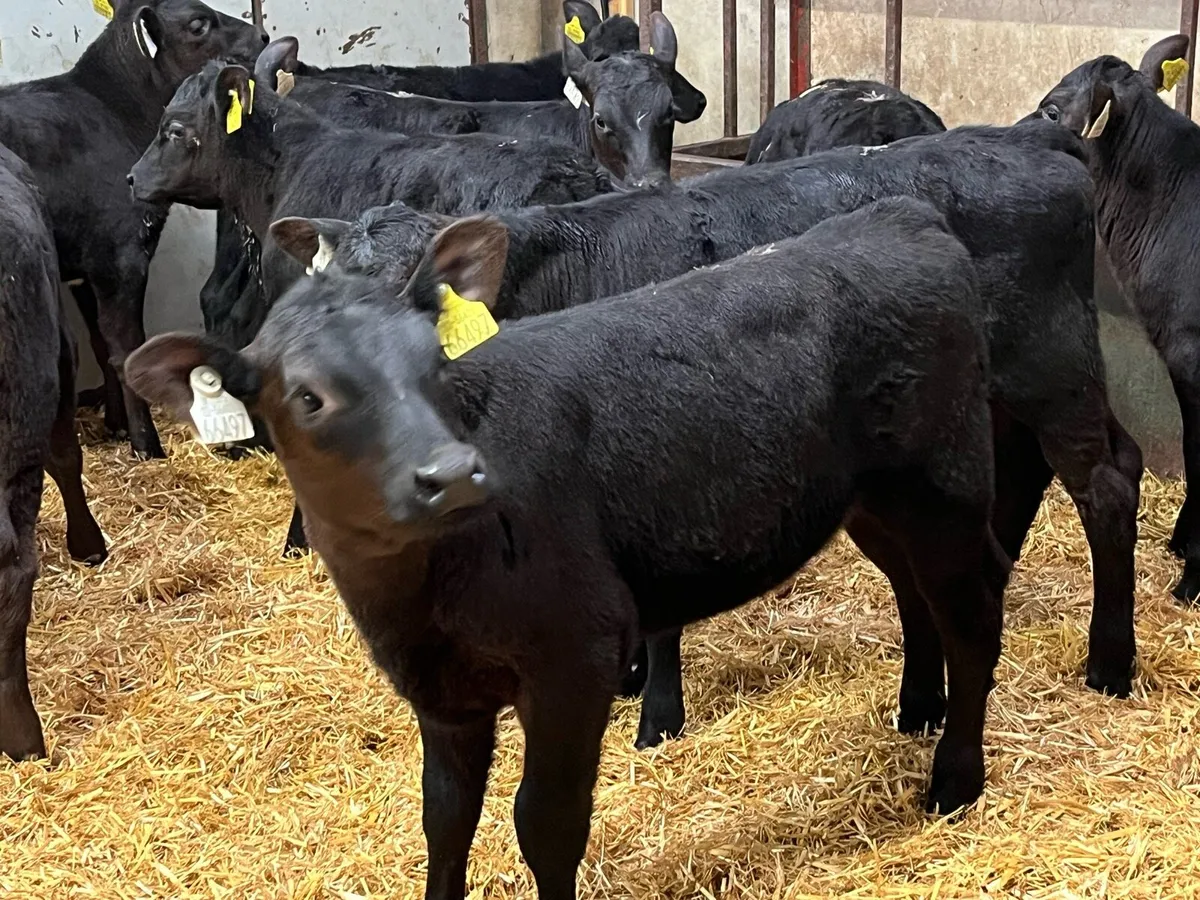 15 Real Proper Reared AA Heifer Calves - Image 3