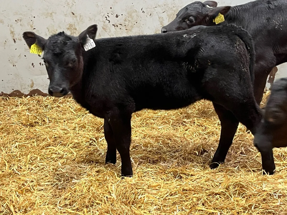 15 Real Proper Reared AA Heifer Calves - Image 4