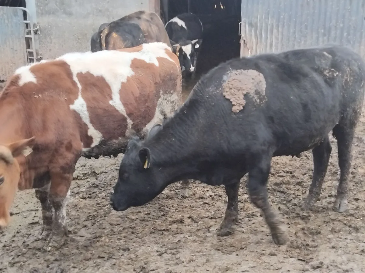 9  store bullocks 2 year old - Image 2