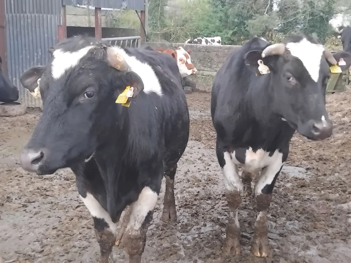 9  store bullocks 2 year old - Image 3