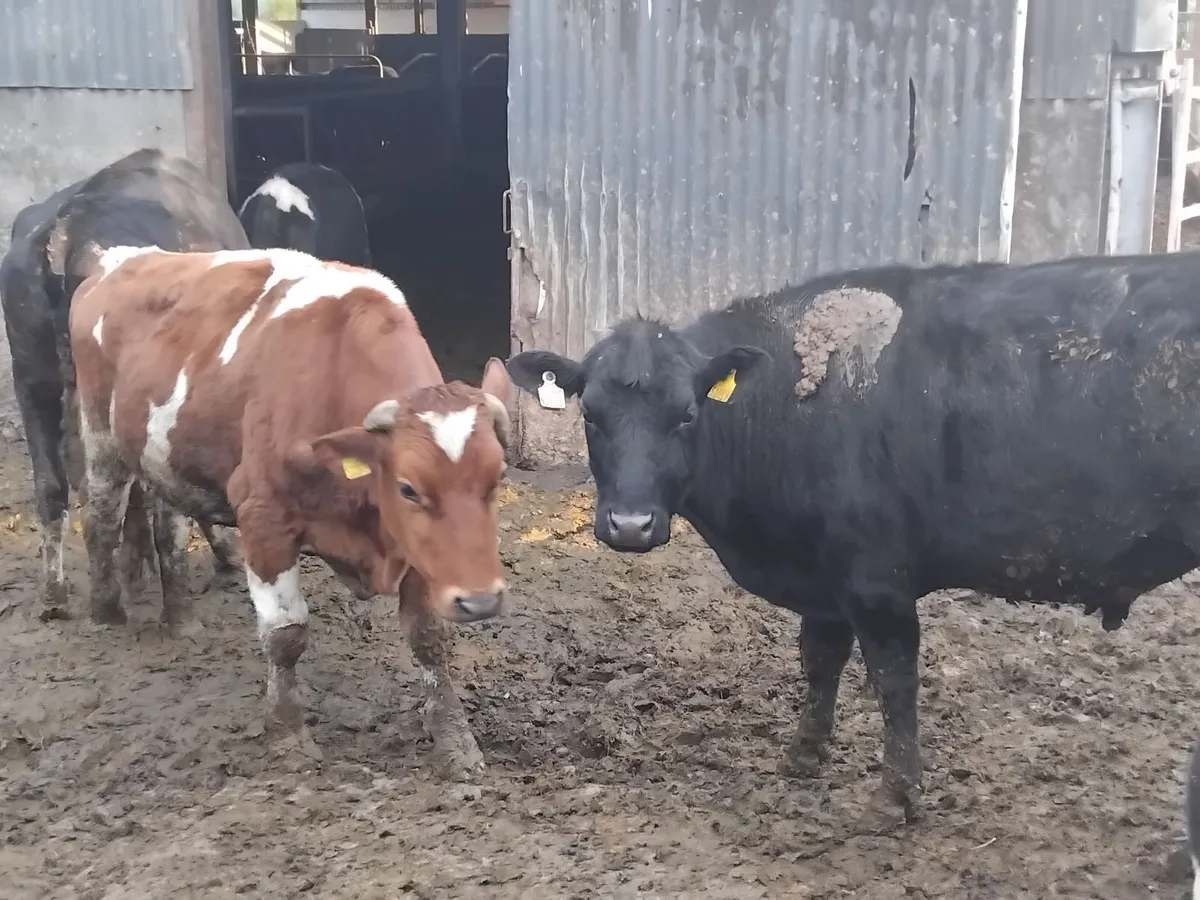 9  store bullocks 2 year old - Image 4