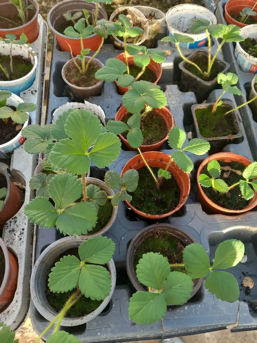Strawberry tomatoe plants - Image 2