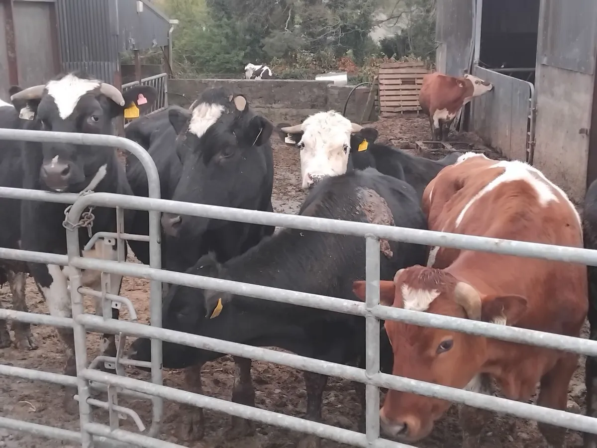 9  store bullocks 2 year old - Image 1