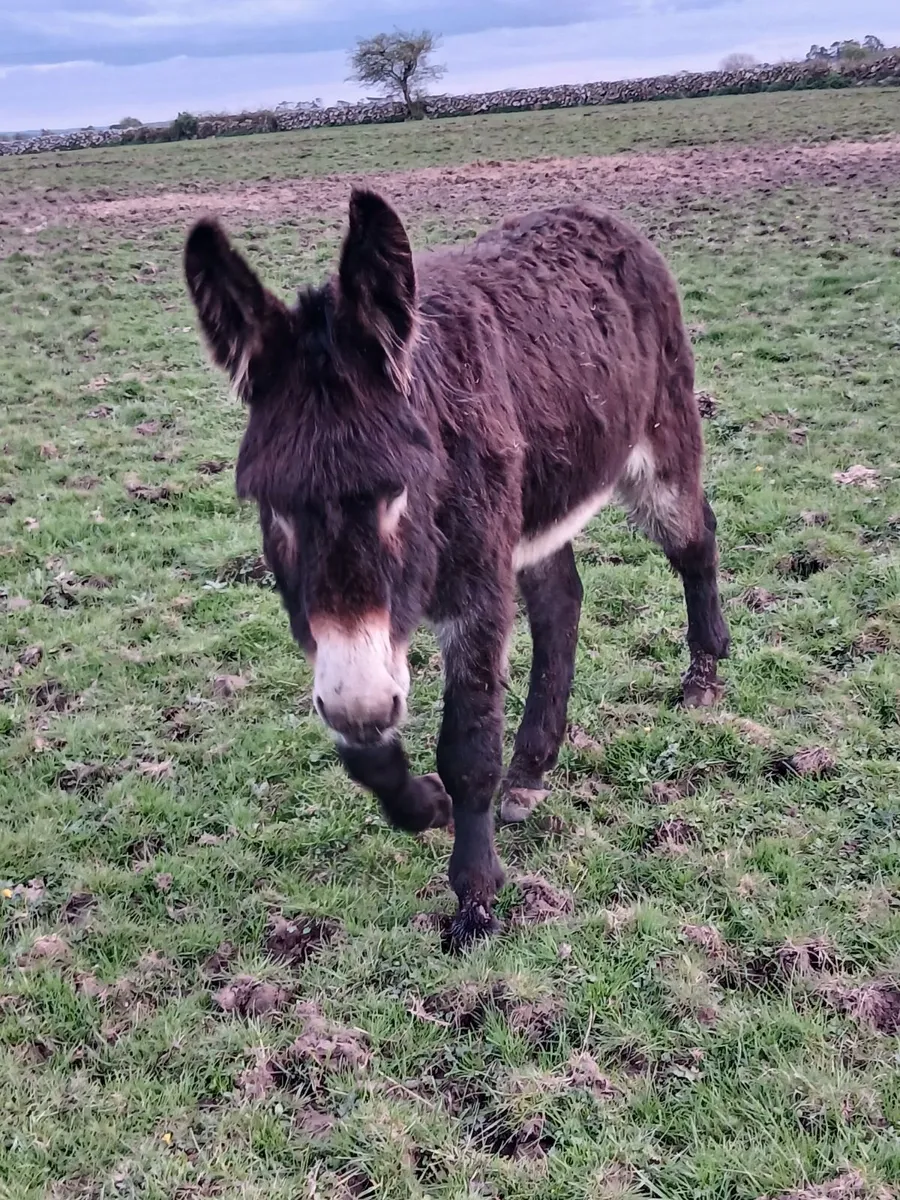 Pet Jack donkey 5+yrs - Image 4
