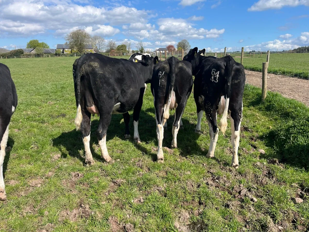 5 Incalf heifers - Image 3