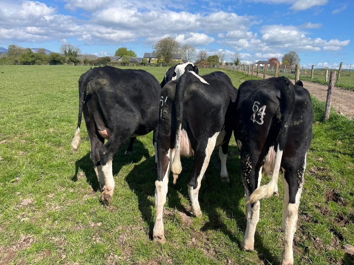 5 Incalf heifers - Image 4
