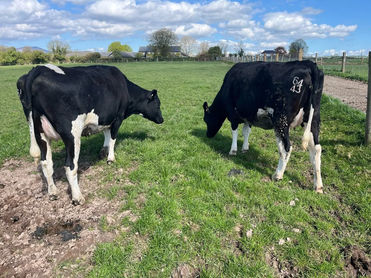 5 Incalf heifers - Image 1