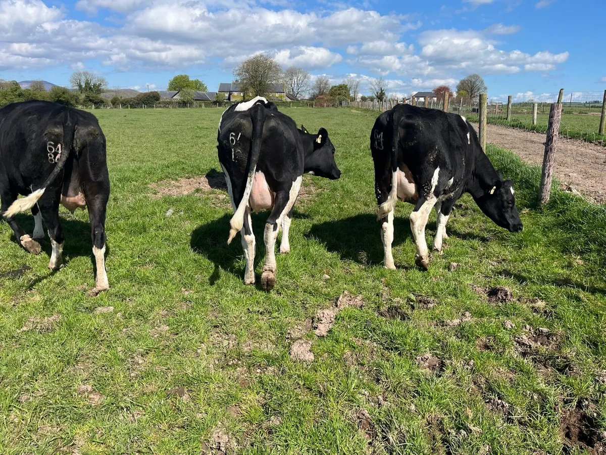 5 Incalf heifers - Image 2