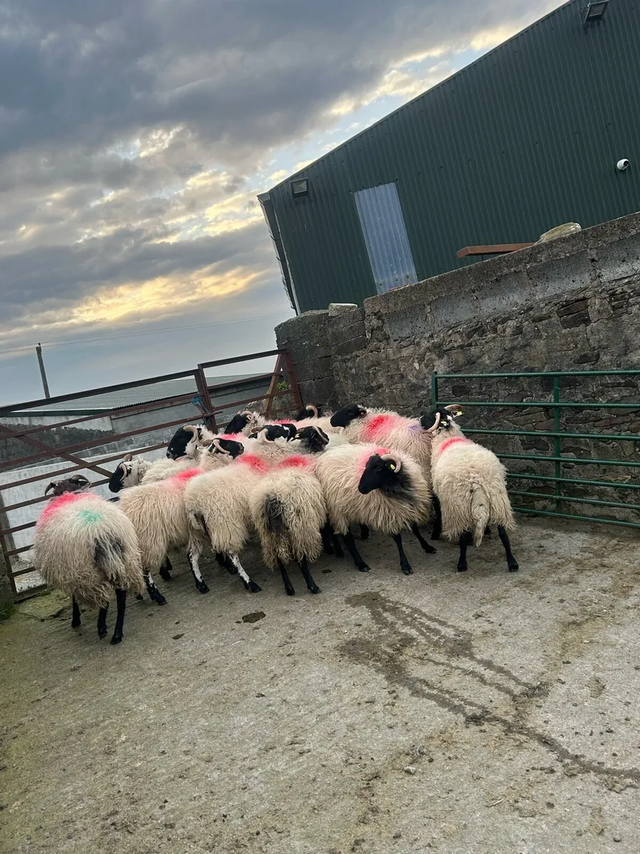 Lanark/Mayo mountains - Image 1