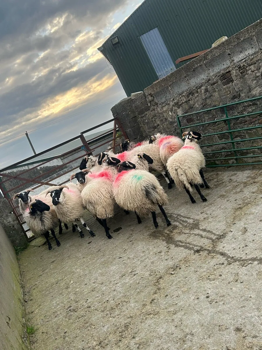 Lanark/Mayo mountains - Image 2