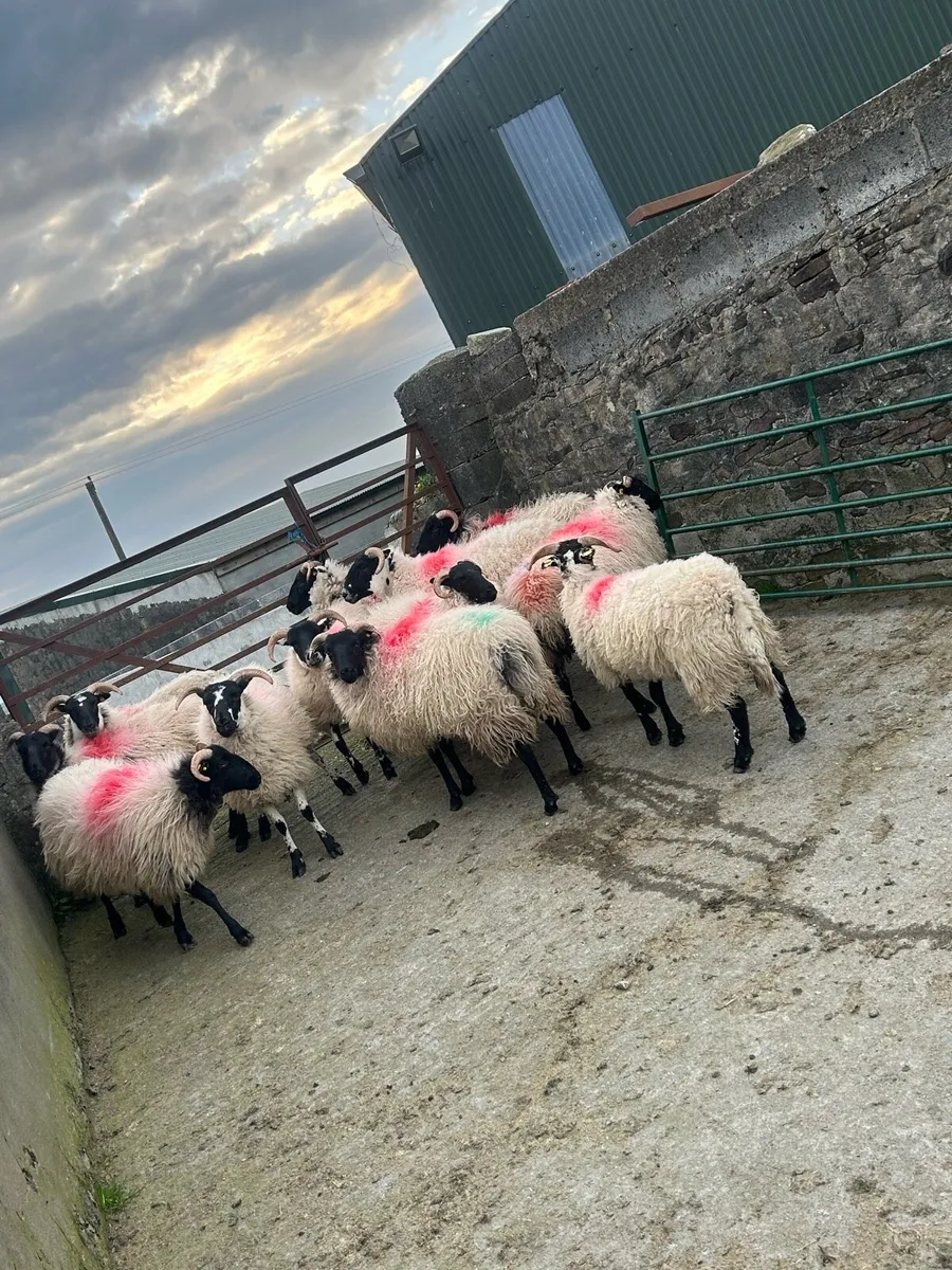 Lanark/Mayo mountains - Image 3