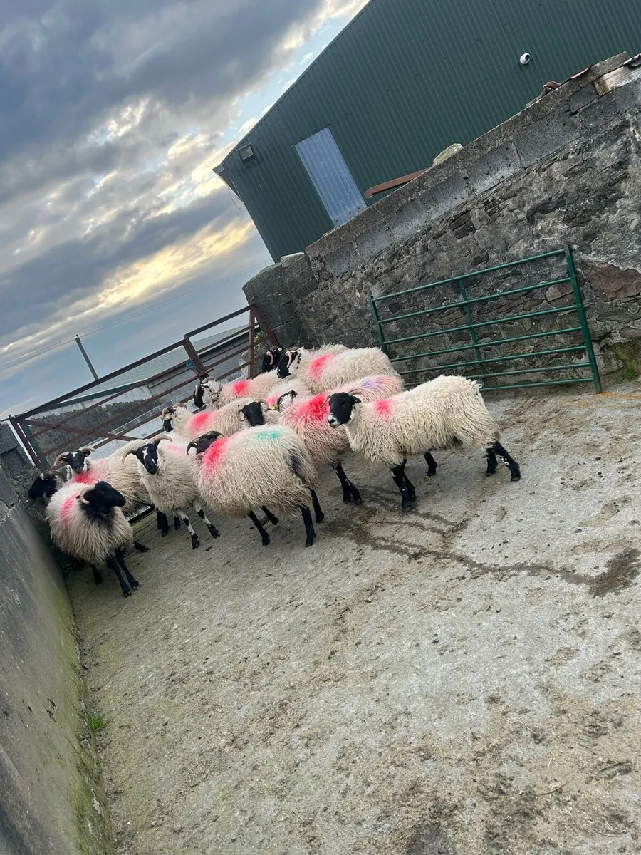 Lanark/Mayo mountains - Image 4