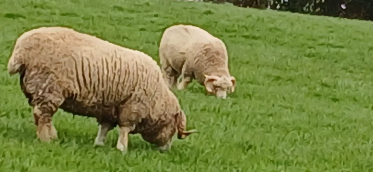 3 pedigree none registered Dorset horned ram lambs