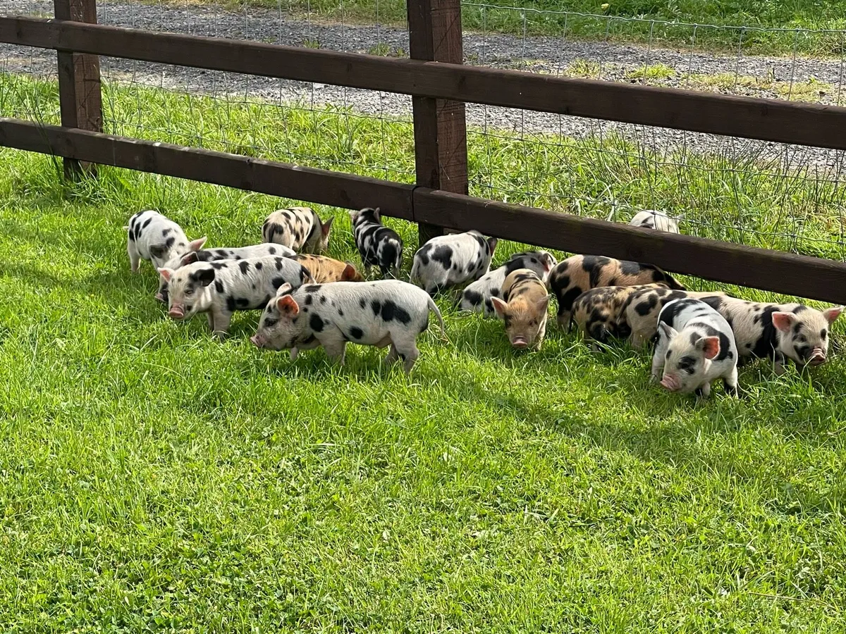 Beautifully Marked Kune Kune Piglets - Image 3
