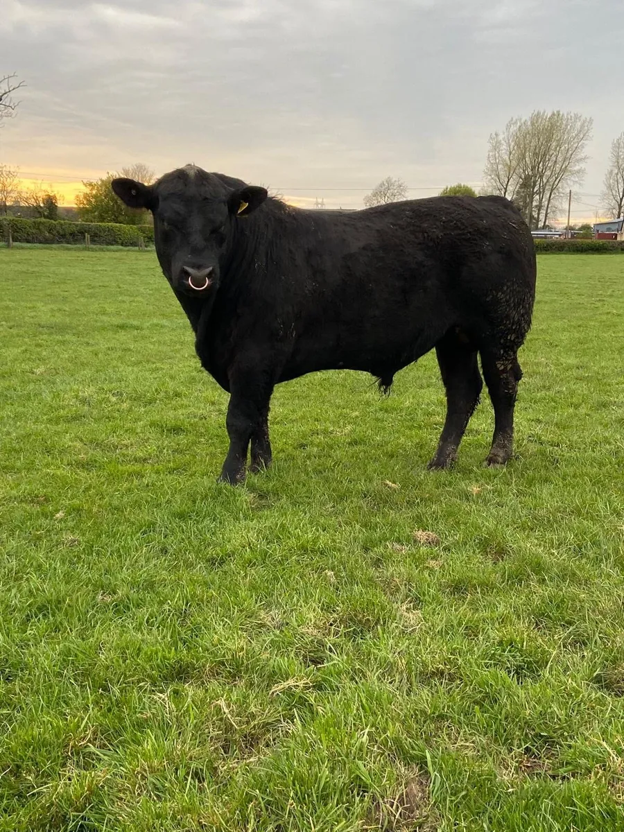 Angus Bull - Image 1