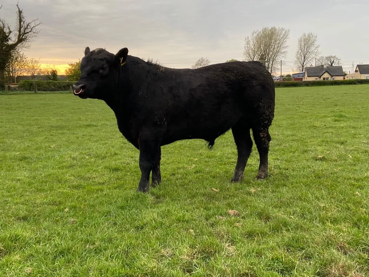 Angus Bull - Image 2