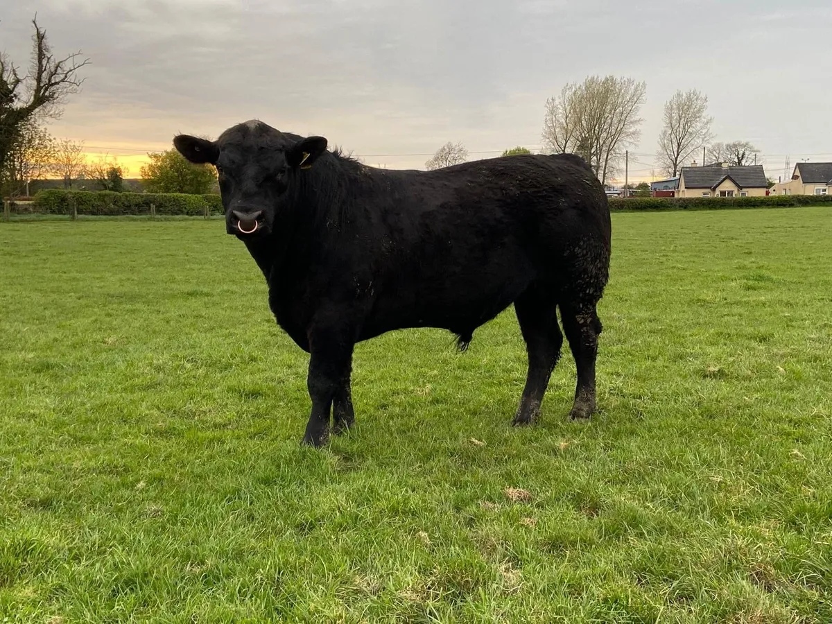 Angus Bull - Image 3