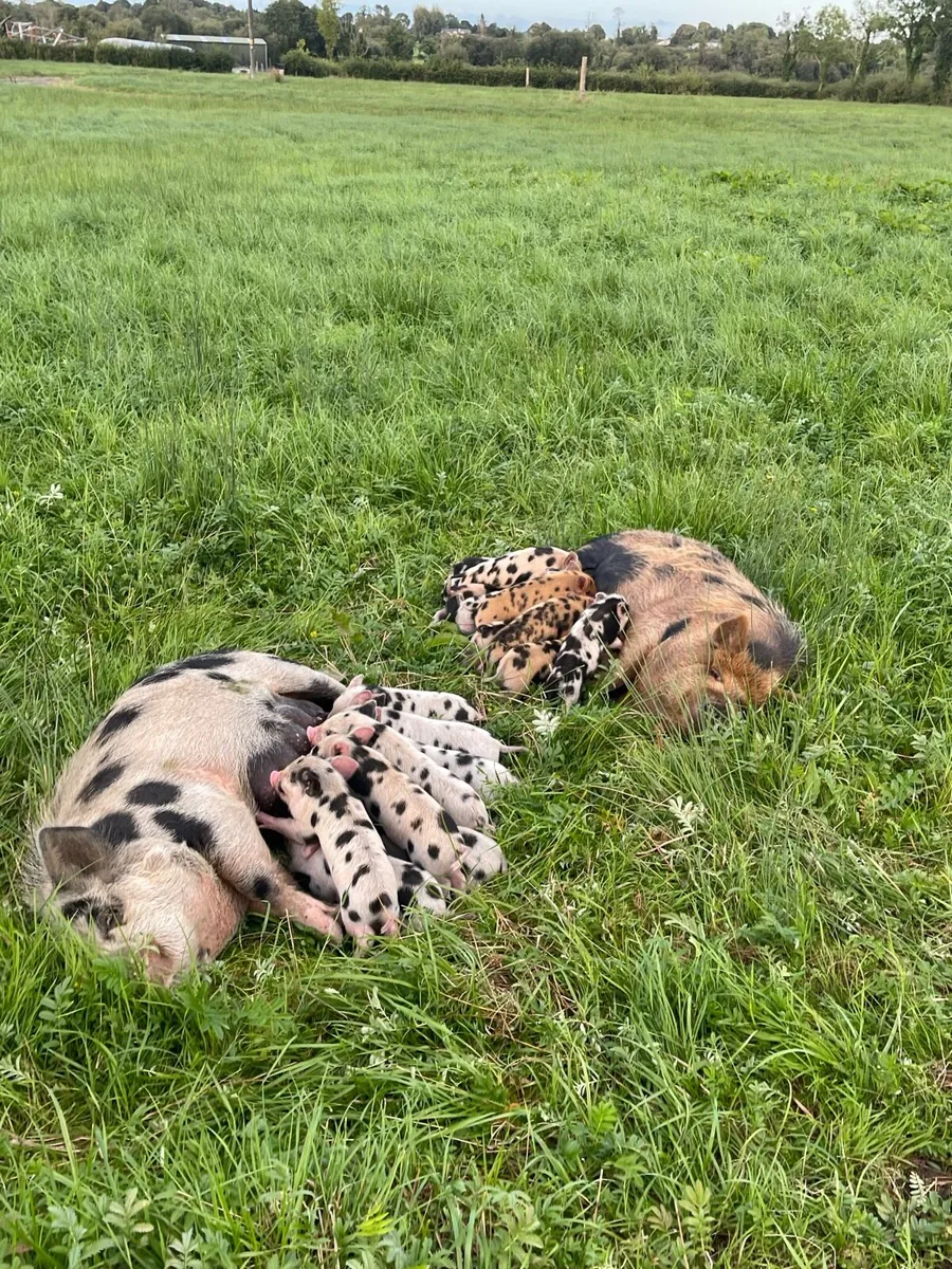 Beautifully Marked Kune Kune Piglets - Image 4