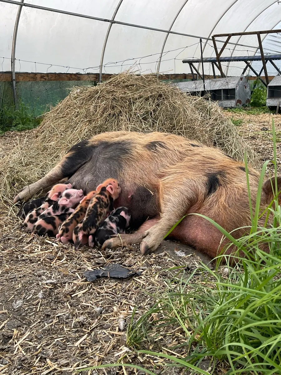Beautifully Marked Kune Kune Piglets - Image 2