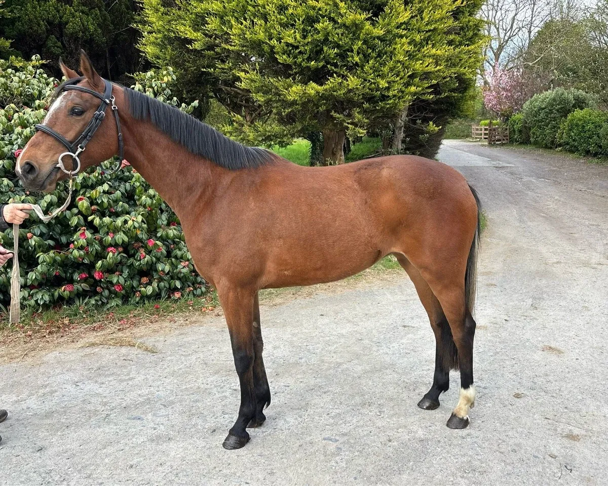 Jumping Pony Prospect - DHS Bon Vivant - Image 1