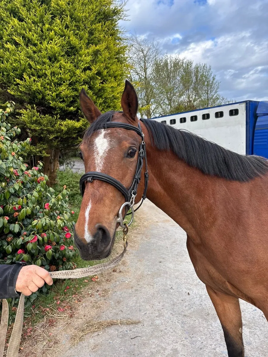 Jumping Pony Prospect - DHS Bon Vivant - Image 2