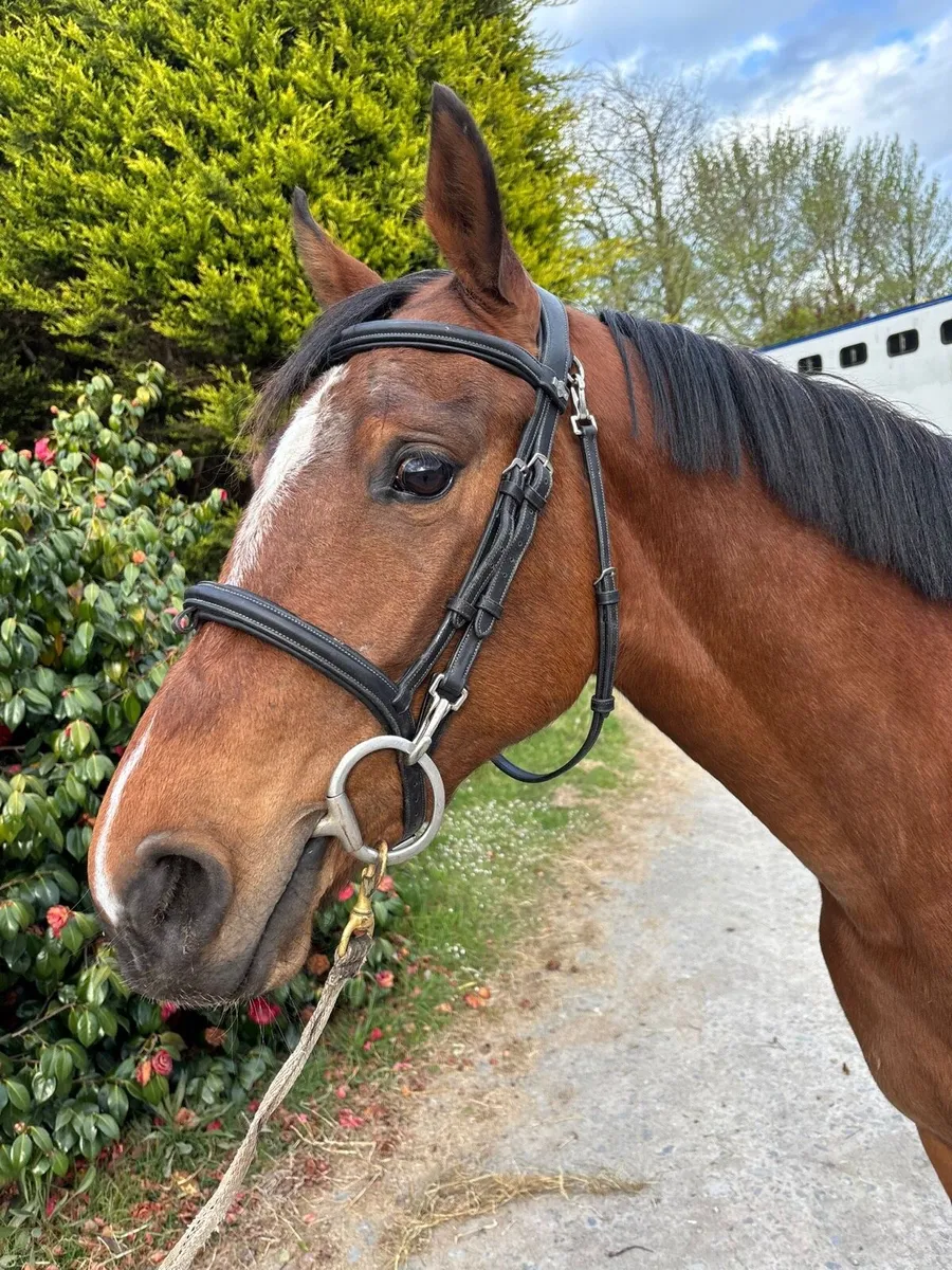 Jumping Pony Prospect - DHS Bon Vivant - Image 3