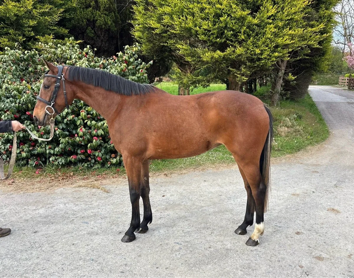 Jumping Pony Prospect - DHS Bon Vivant - Image 4