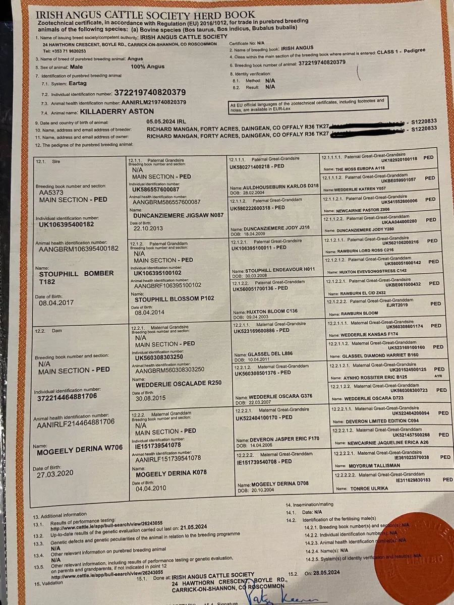 Angus Bull - Image 4