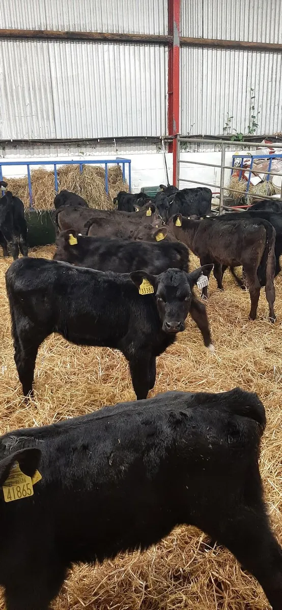 25 AA heifir calves for sale - Image 3
