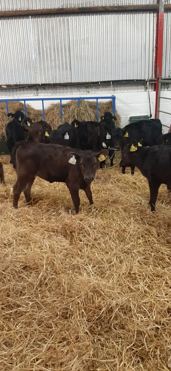 25 AA heifir calves for sale - Image 2