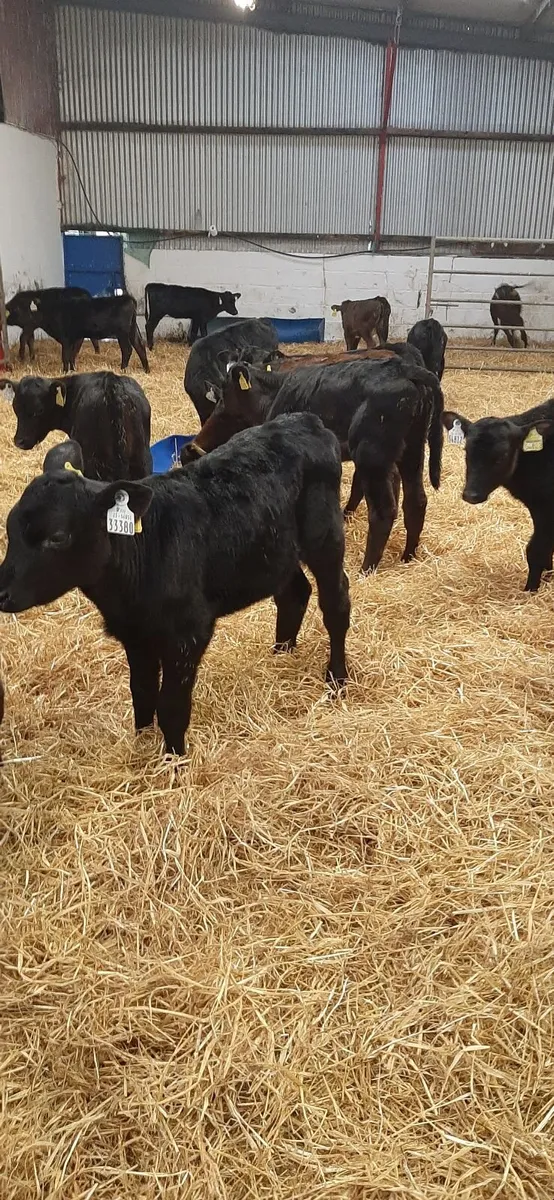 25 AA heifir calves for sale - Image 4