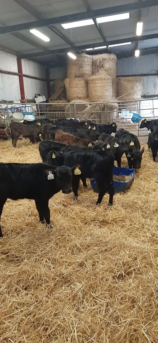25 AA heifir calves for sale - Image 1
