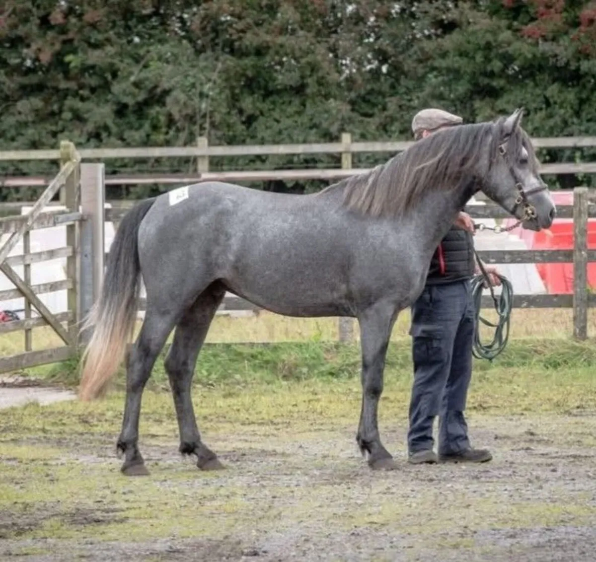 Stallions at stud - Image 2