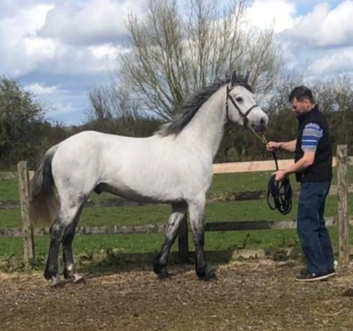 Stallions at stud - Image 3