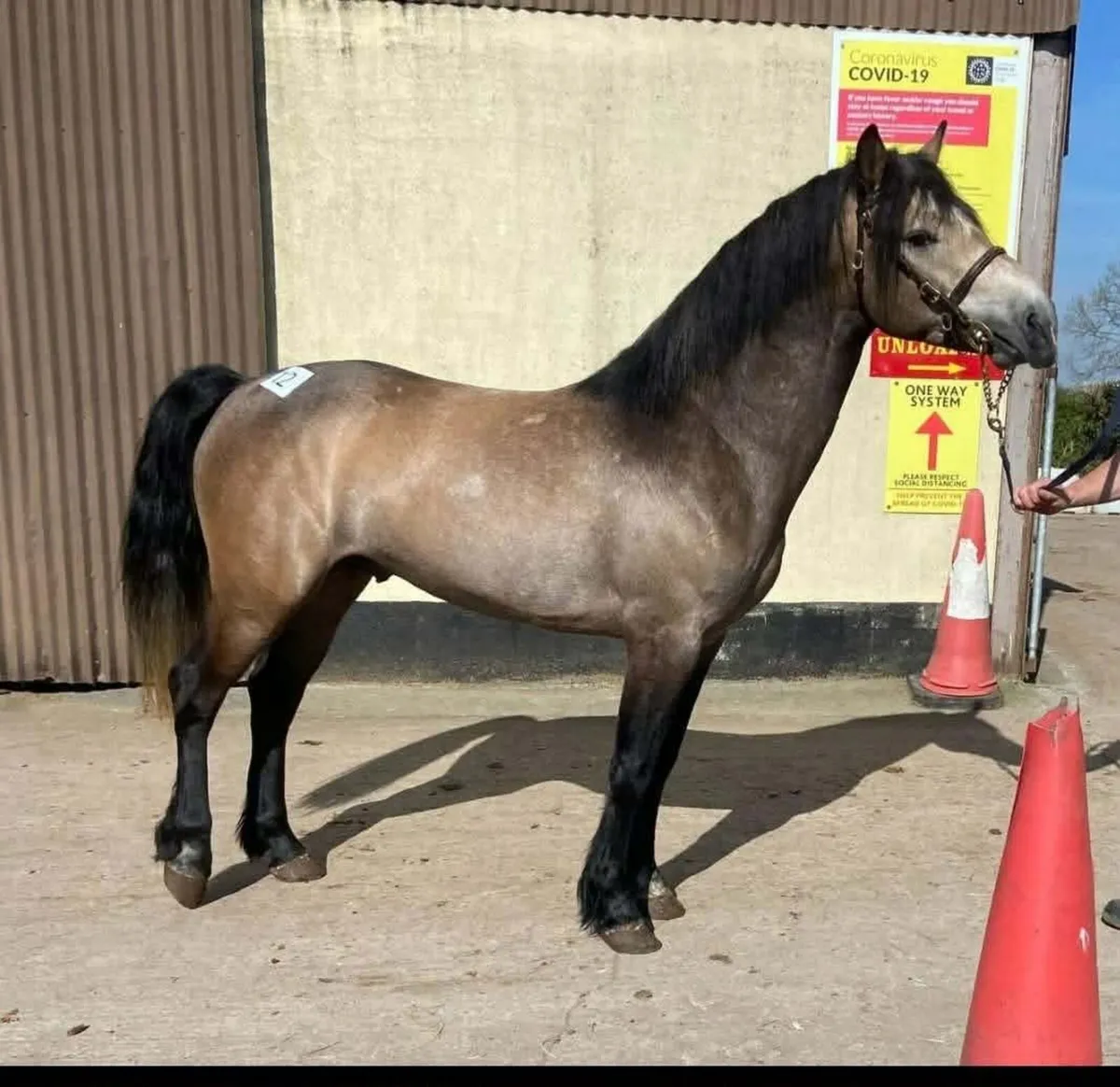 Stallions at stud - Image 1