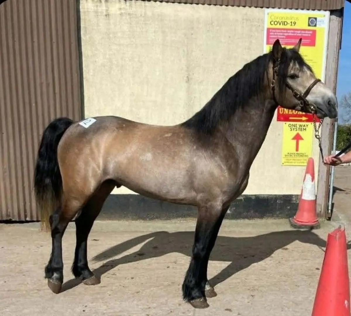 Stallions at stud - Image 4