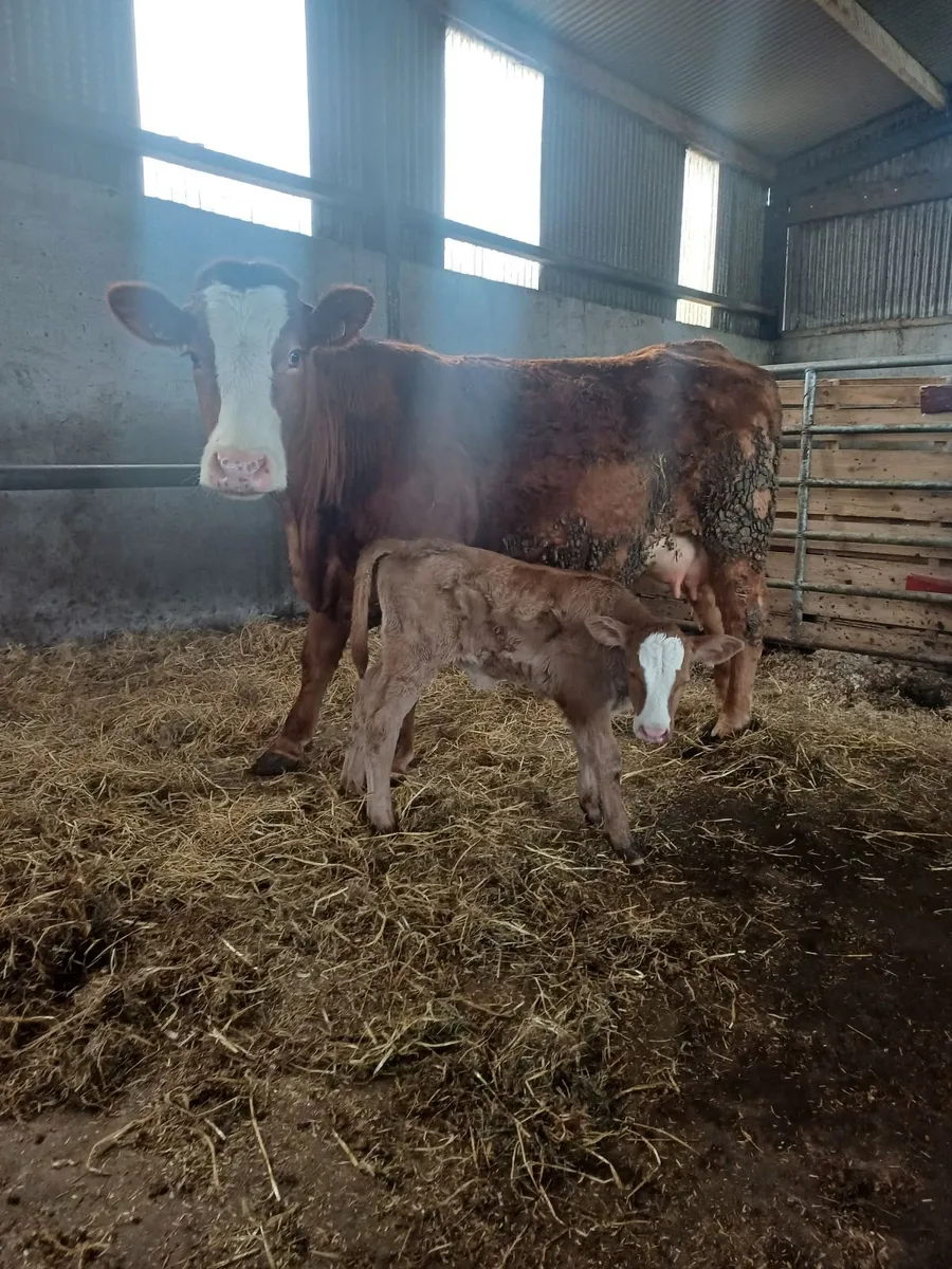 Suckler, Heifer & Calf - Image 2