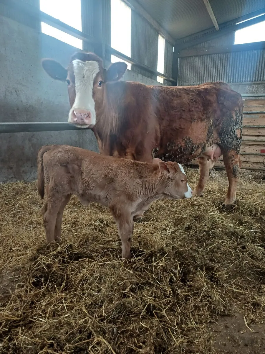 Suckler, Heifer & Calf - Image 3