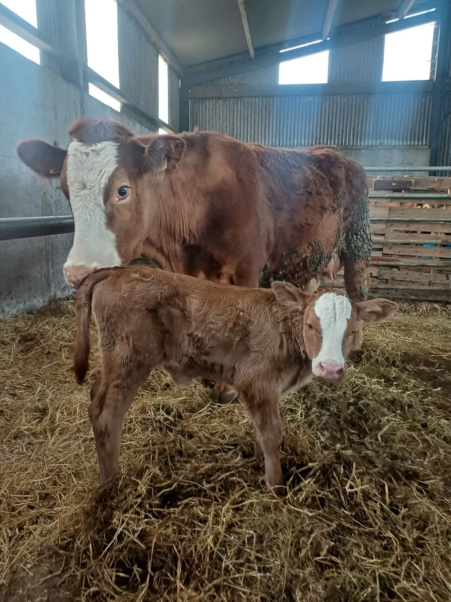 Suckler, Heifer & Calf - Image 1