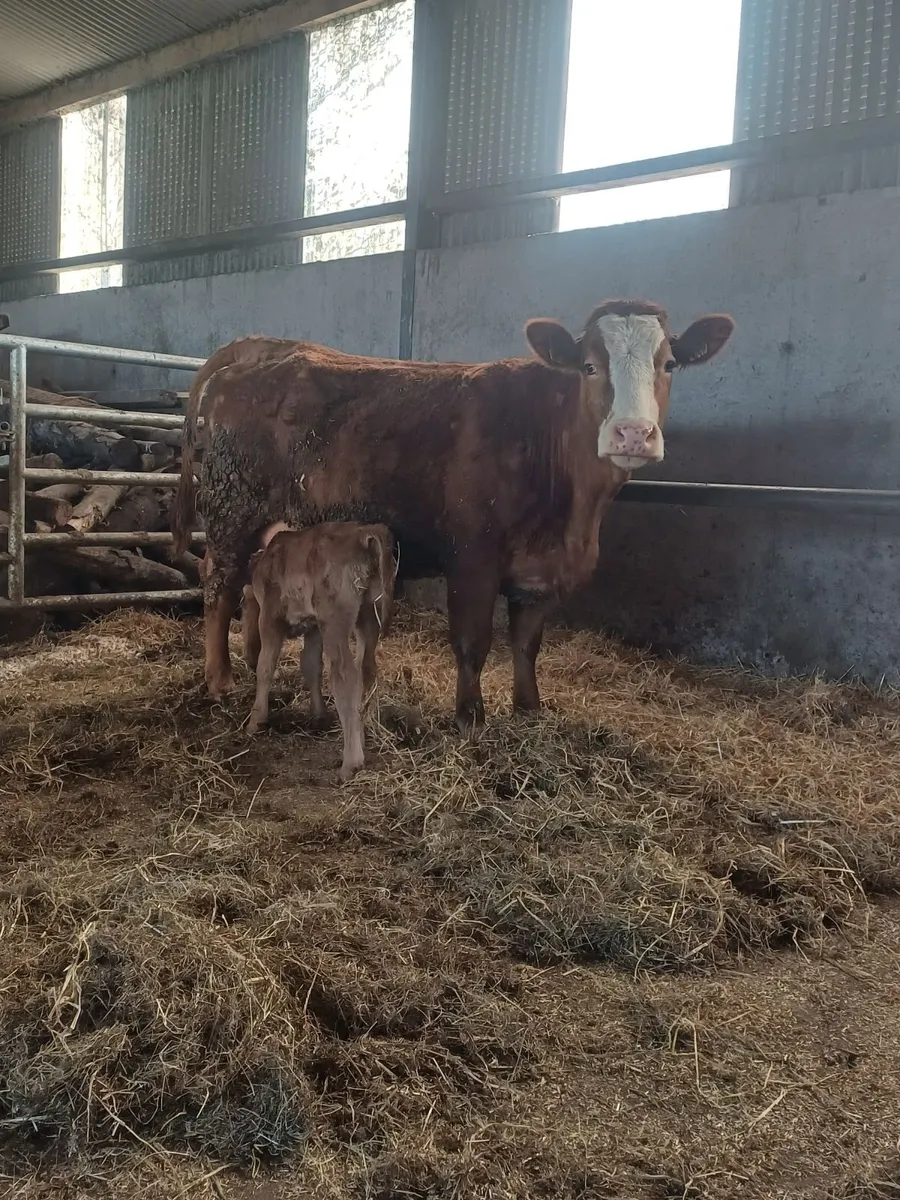 Suckler, Heifer & Calf - Image 4