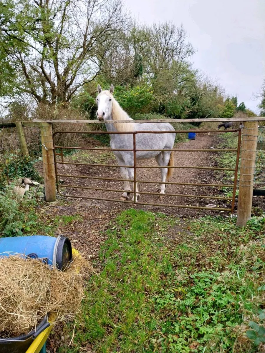 Filly Irish draught cob - Image 1
