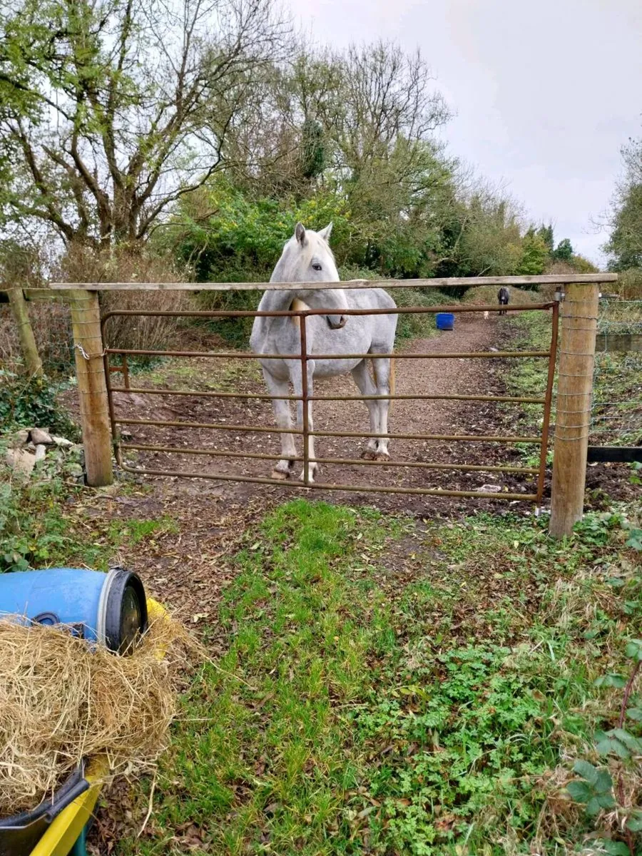 Filly Irish draught cob - Image 2