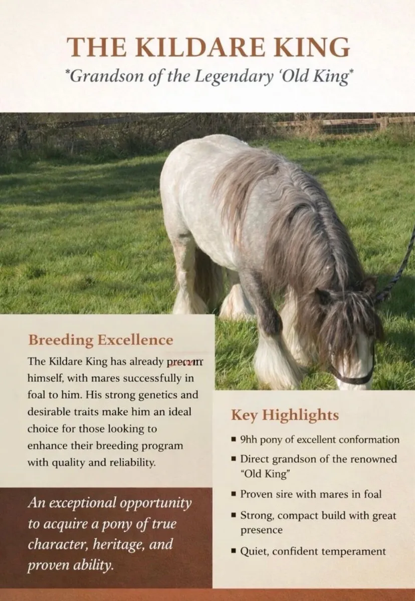 Cob stallion for stud - Image 1