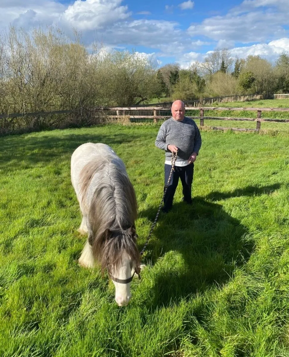 Cob stallion for stud - Image 2