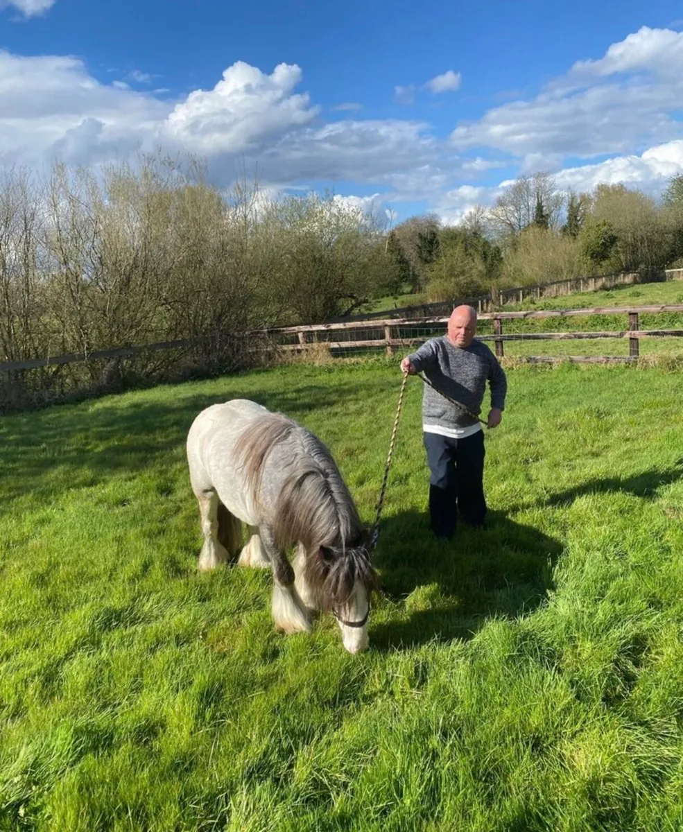 Cob stallion for stud - Image 3