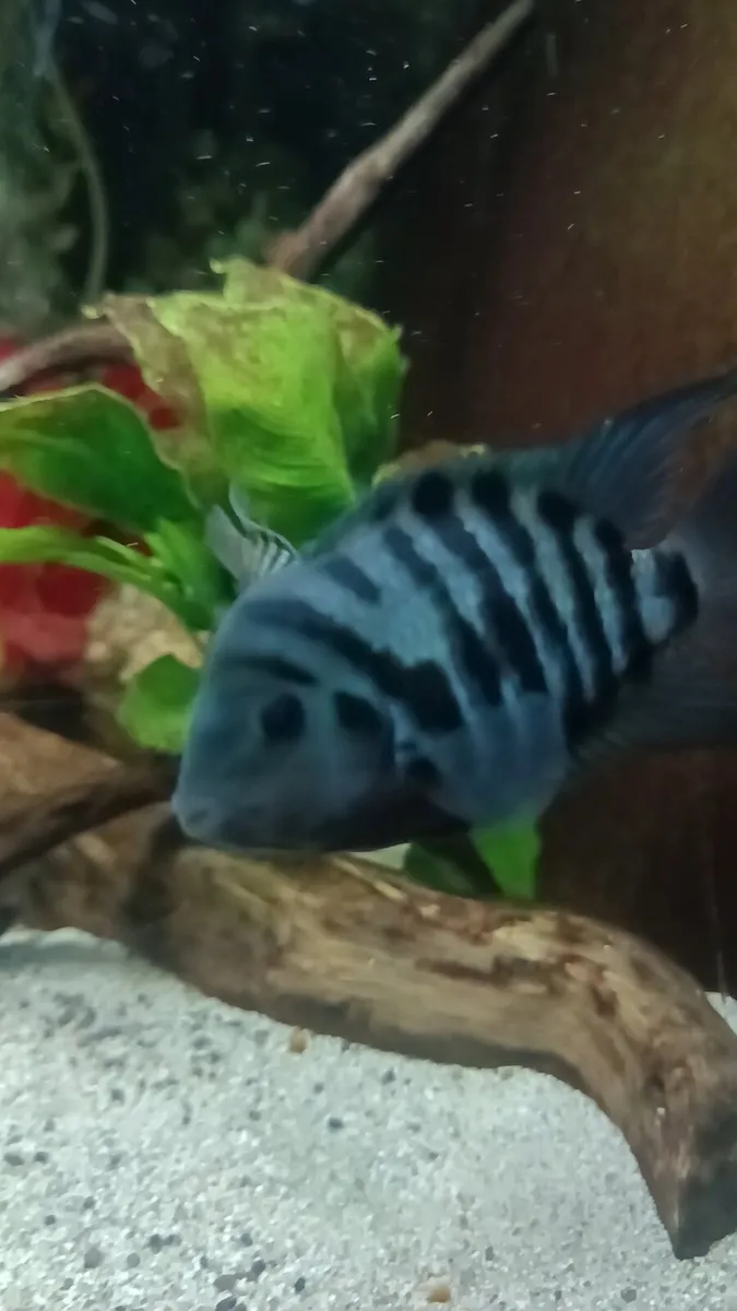 🔥 Convict Cichlids for Sale – Fully Sexed🔥 - Image 3