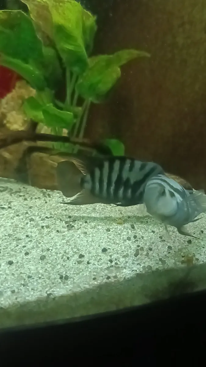 🔥 Convict Cichlids for Sale – Fully Sexed🔥 - Image 4