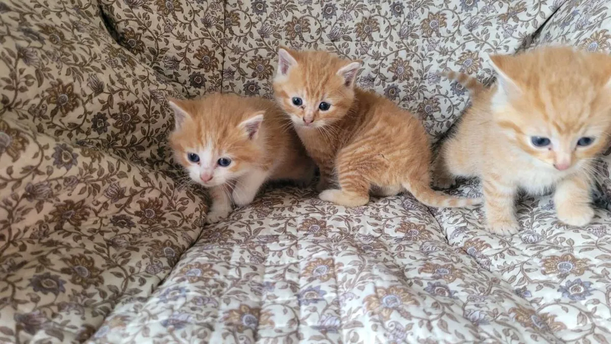 Ginger kittens - Image 1