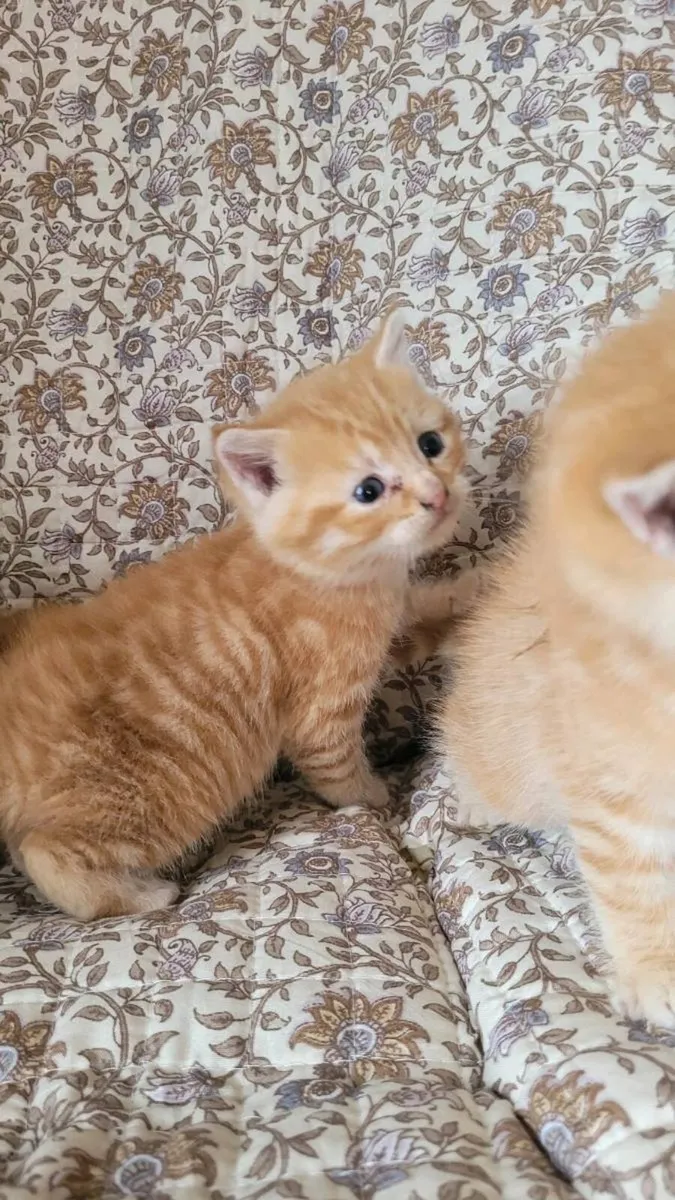 Ginger kittens - Image 2