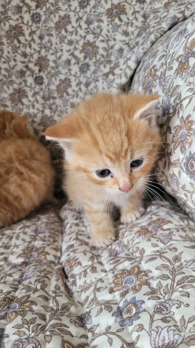 Ginger kittens - Image 3
